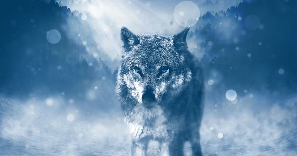 Das Wolf Tattoo und seine Bedeutung